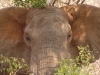 Nahaufnahme Elefant Pilanesberg, Südafrika)