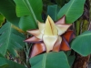 Bananenblüte (Südafrika)