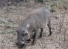 Warzenschwein (Warthog) Safari im Krueger Nationalpark