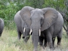 Elefant bei Safari im Krueger Nationalpark