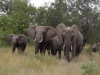 Elefantenherd im Krueger Nationalpark