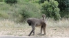 Baboon im Krugerpark