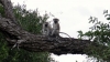 Affen-Sex (Grüne Meerkatzen) - Kruger National Park