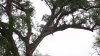 Leopard im Baum - Kruger Nationalpark