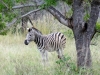 Zebra im Krüger Nationalpark