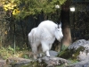 Schneeziege - Tierpark Hellabrunn - München Zoo