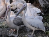 Pelikan - Tierpark Hellabrunn - München Zoo