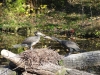 Kormorane - Tierpark Hellabrunn - München Zoo