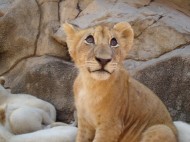 Fotos und Infos: Ein Tag im Lion Park Johannesburg