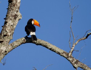 Toco Tucan nahe der Iguazu-Wasserfälle (Iguacu, Brasilien)