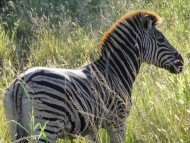 Südafrika Rundreise: Safari im Krüger Nationalpark