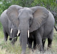 Reisebericht: Südafrika Rundreise