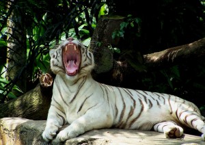 Zoo Singapur und Night Safari Singapore