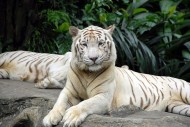 Singapur Zoo & Night Safari: Auf in die Tierwelt