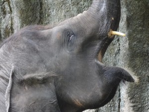 Elefant im Zoo Singapur