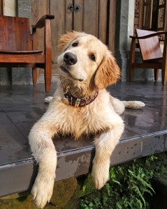 Toller Urlaub und Ferien mit Hund: Ferienhaus in Dänemark oder Holland