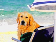 Urlaub mit Hund: Die besten Angebote von Ostsee bis Italien