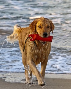 Urlaub mit Hund am Meer: Dänemark oder Ostsee und Nordsee in Deutschland